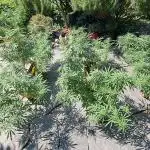 Neville's Haze balcony grow
