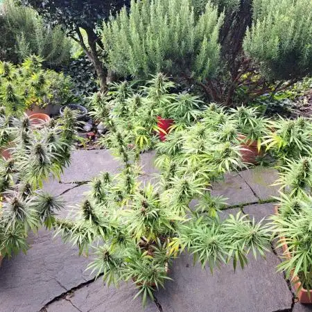 Neville's Haze balcony grow