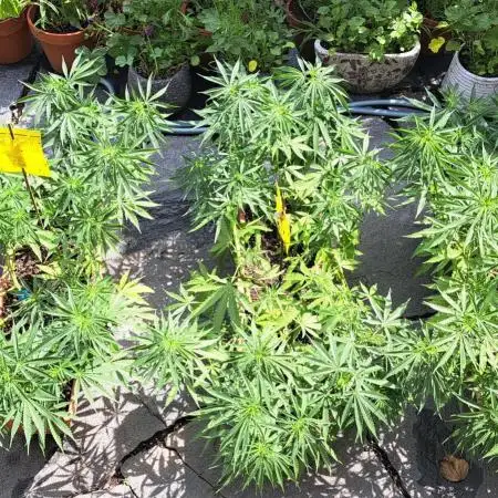 Neville's Haze balcony grow