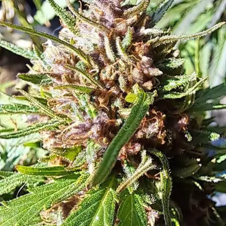 Neville's Haze balcony grow