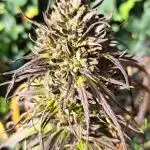 Neville's Haze balcony grow