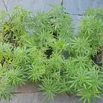 Neville's Haze balcony grow