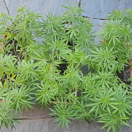 Neville's Haze balcony grow