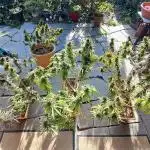 Neville's Haze balcony grow