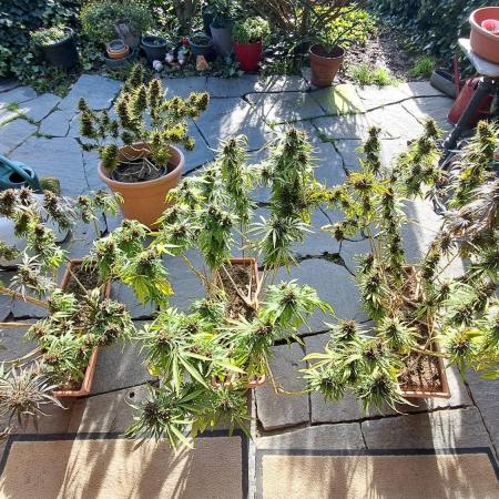 Neville's Haze balcony grow