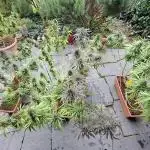 Neville's Haze balcony grow