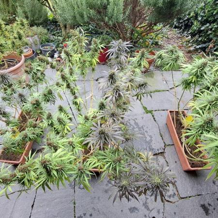 Neville's Haze balcony grow