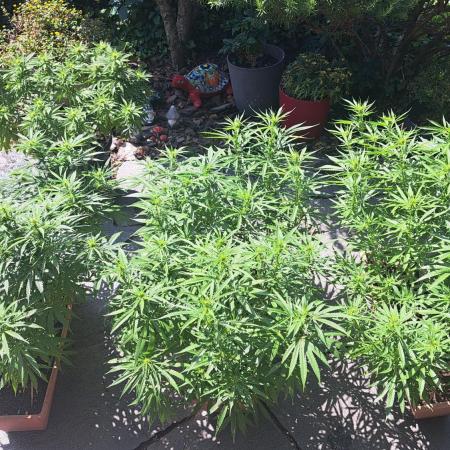 Neville's Haze balcony grow