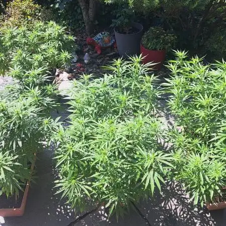 Neville's Haze balcony grow
