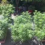 Neville's Haze balcony grow