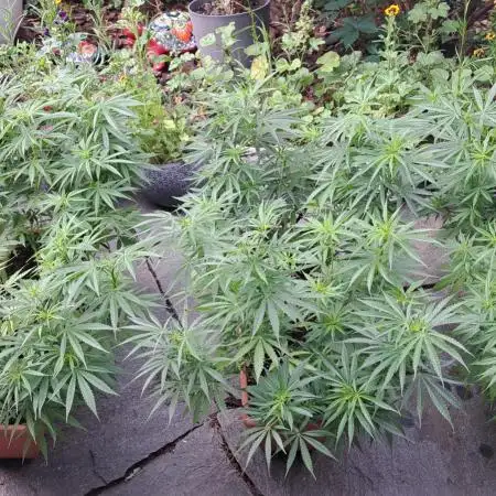 Neville's Haze balcony grow