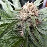 Neville's Haze balcony grow