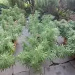 Neville's Haze balcony grow