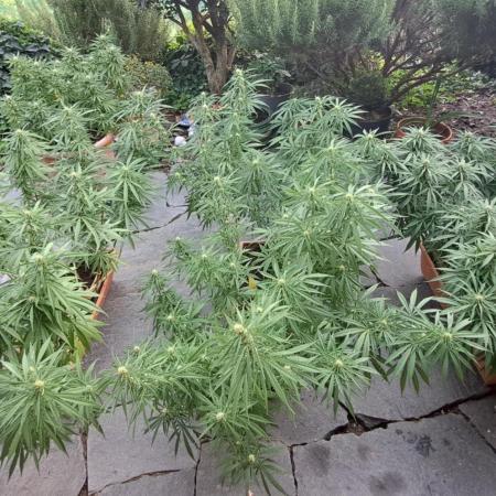 Neville's Haze balcony grow