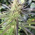 Neville's Haze balcony grow