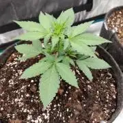 Apricot Auto by Fastbuds