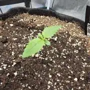 Papaya Cookies Auto - FastBuds