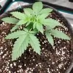 Apple Strudel Auto by FastBuds