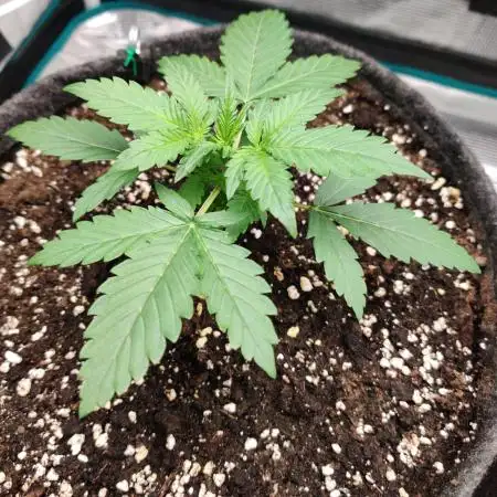 Apple Strudel Auto by FastBuds