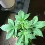 White widow xxl