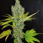 Orange Bud (first grow!)