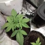 Huckleberry Fast buds