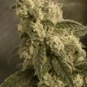 BBFC S1 seeds and Nuke Head NSB