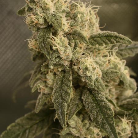 BBFC S1 seeds and Nuke Head NSB