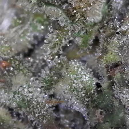 BBFC S1 seeds and Nuke Head NSB