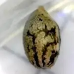 Fossilized Fruity Flora Finding Fruition