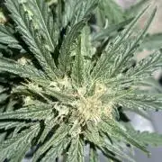 Mephisto’s Wedding 55 days 