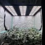 Bubba Kush