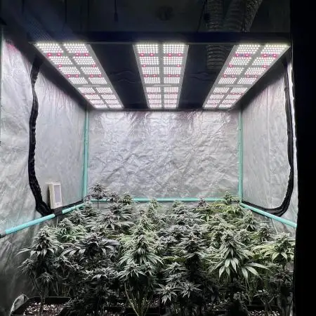 Bubba Kush