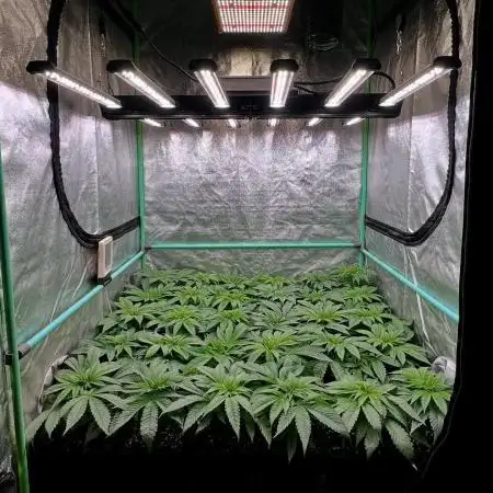 Bubba Kush