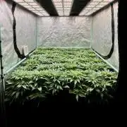 Gold Bar Kush