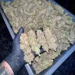 Moon Walker Kush
