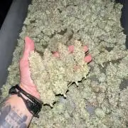 Green Crack