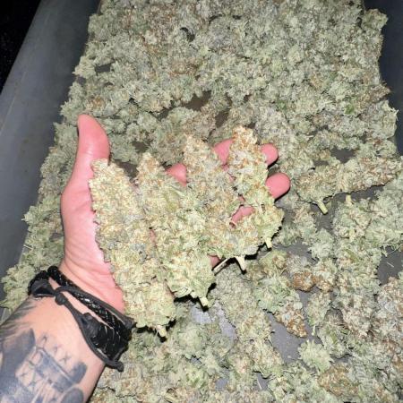 Green Crack