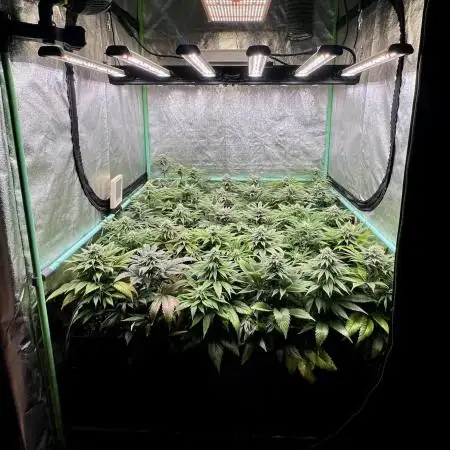 Bubba Kush
