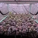 Moon Walker Kush