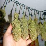 Cookies gelato