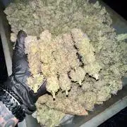 Gorilla Runtz