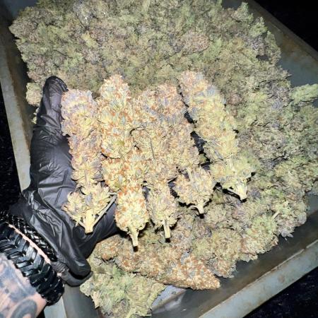 Gorilla Runtz