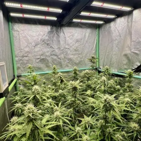 Strawberry Banana