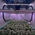 Moon Walker Kush