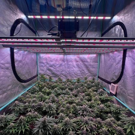 Moon Walker Kush
