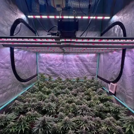 Moon Walker Kush