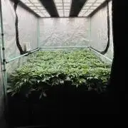 Gold Bar Kush