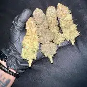 Gold Bar Kush