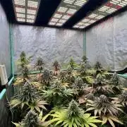 Green Crack